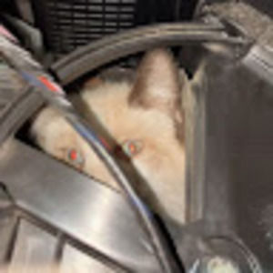 Meet your Posher, Devonny